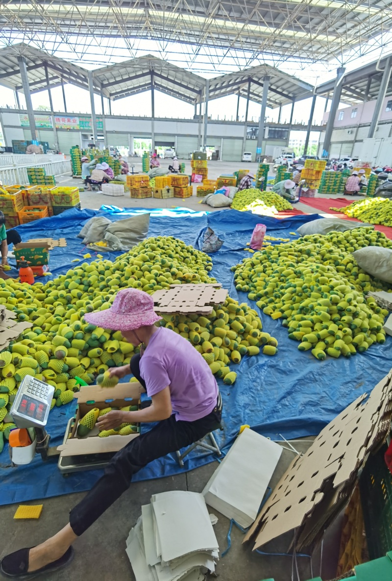 广西百色甜心金煌芒，落地配、社区团购、市场电商，档口等。