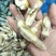 单冻蛏子肉，整件批发，每件重20斤。。。。