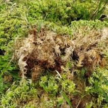 贵州高山野生水苔，