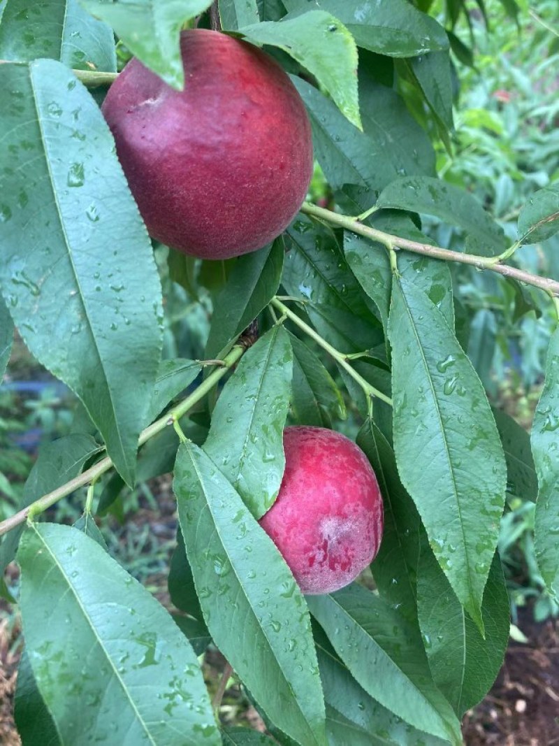 红玉桃子2两起摘通货（甜度14-15）