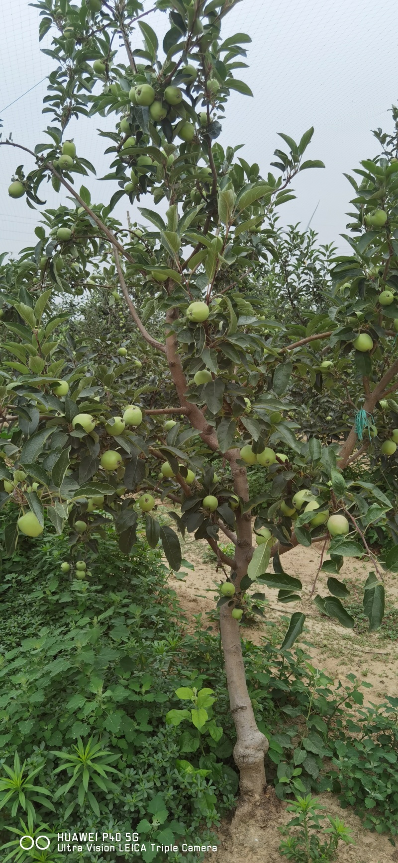 百亩鲁丽苹果硕果累累