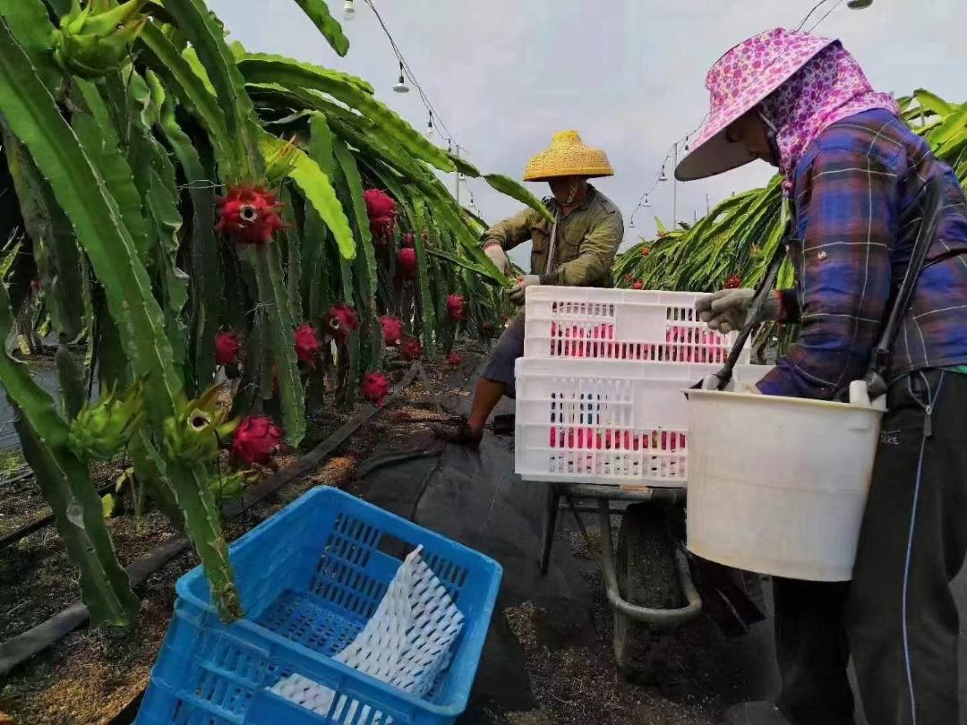 金夏1号果实在田间采摘现场