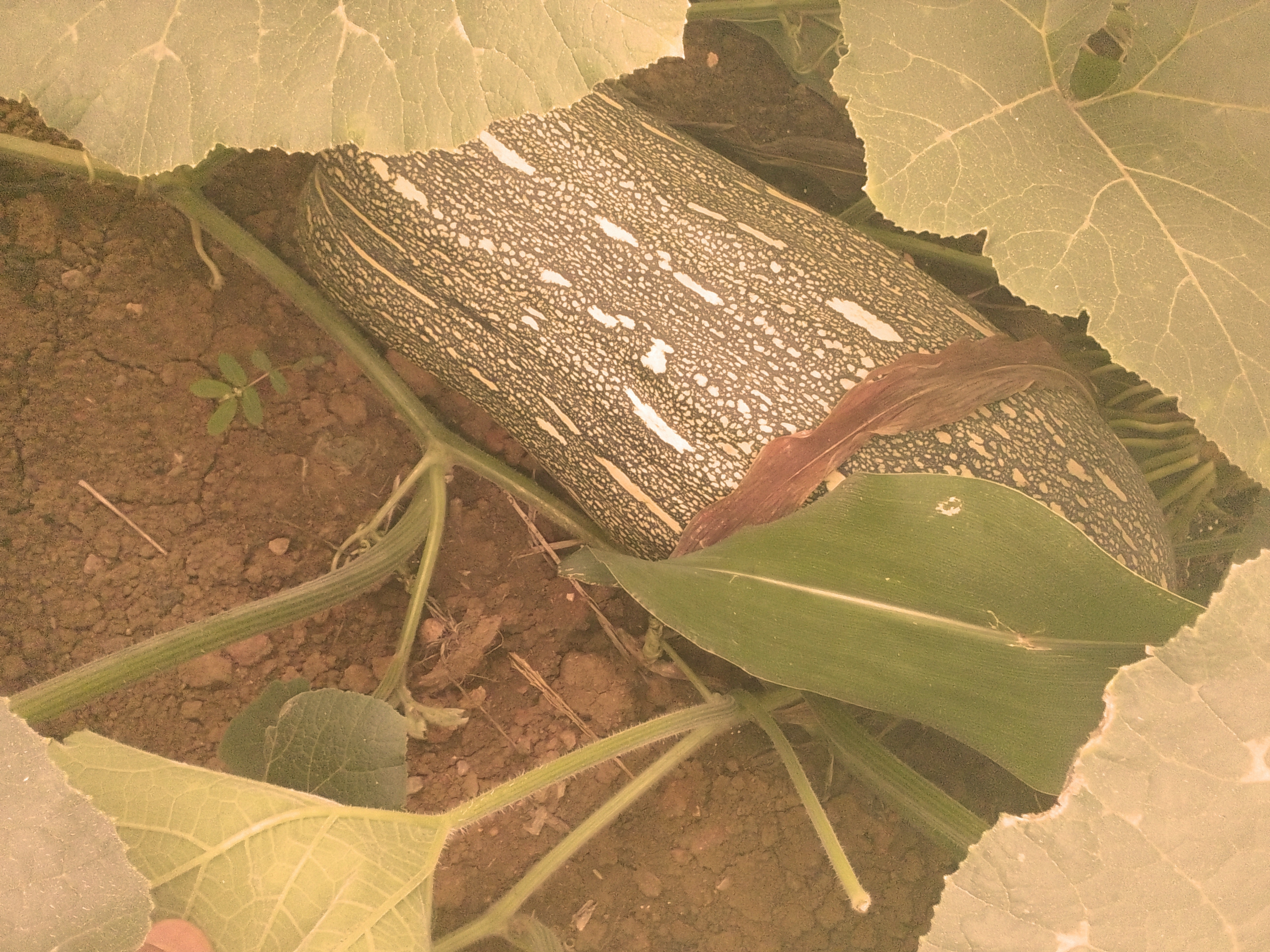 南瓜蜜粉田间种植实景图