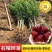 石榴树树苗突尼斯软籽无籽南北方种植特大甜石榴果树树苗盆栽