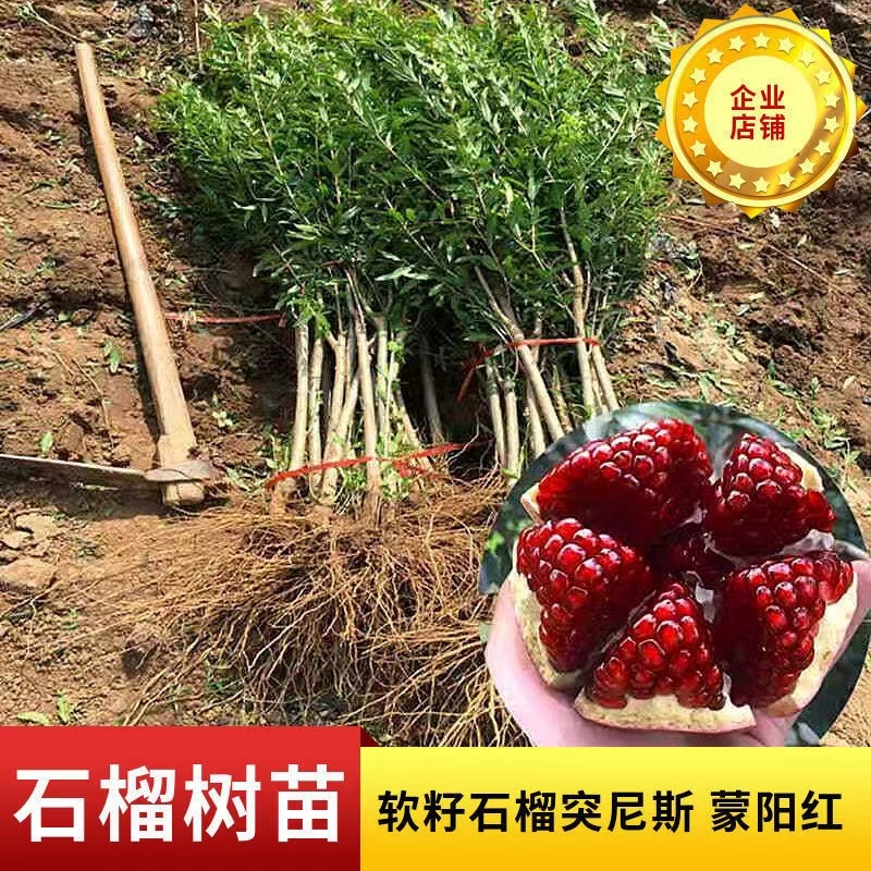 石榴树树苗突尼斯软籽无籽南北方种植特大甜石榴果树树苗盆栽