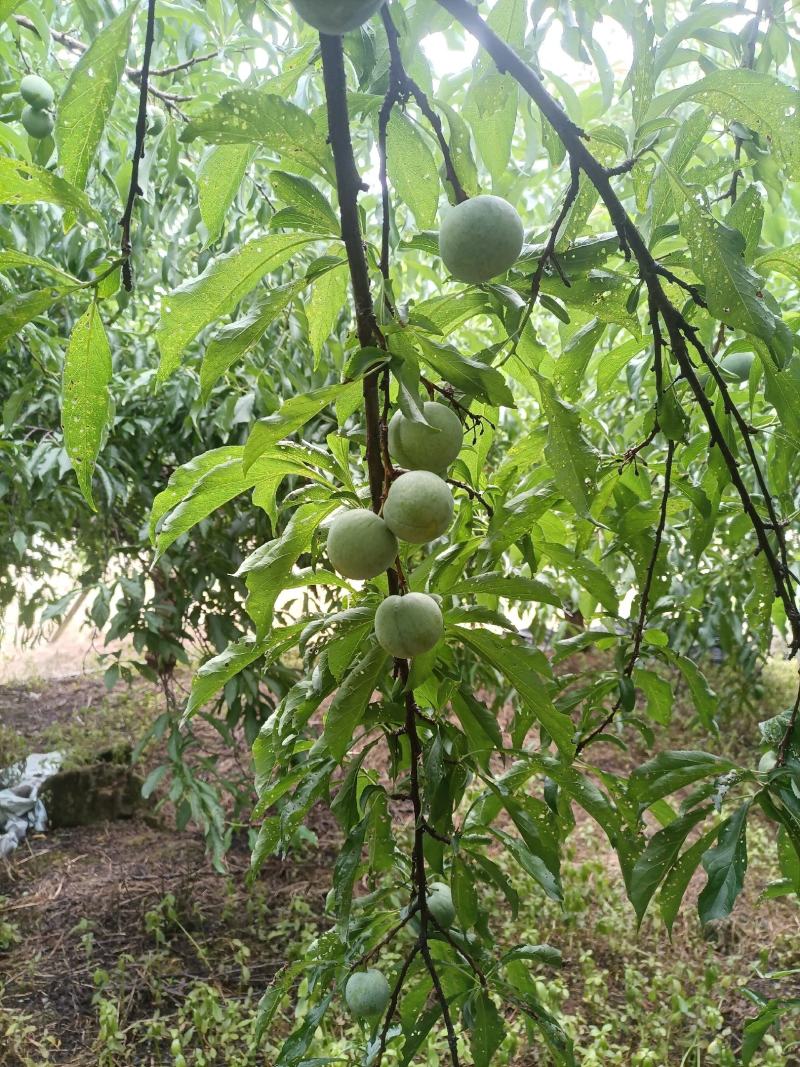 蜂糖李