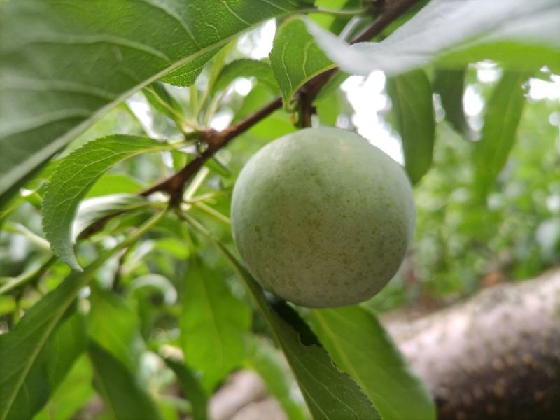 蜂糖李