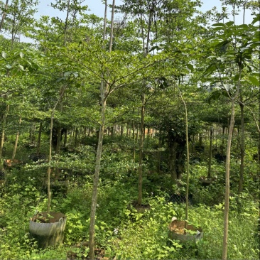 小叶榄仁树1-20公分