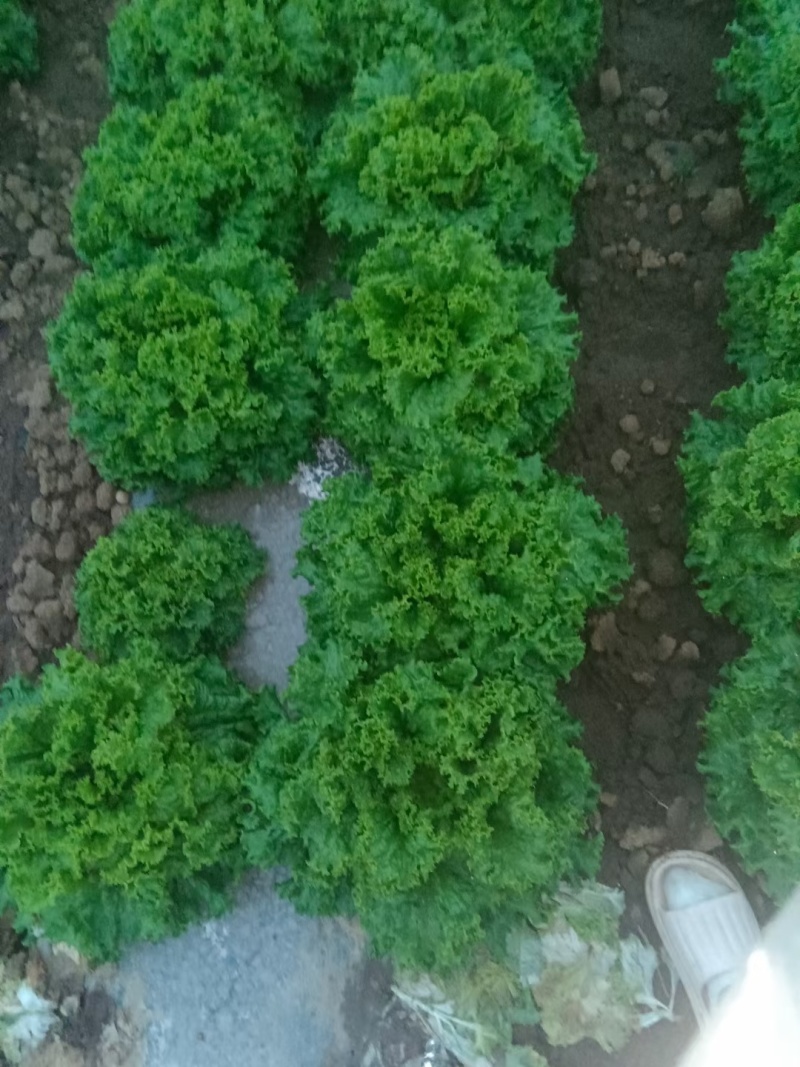 结球生菜，花叶生菜，陕西省宝鸡市太白县结球生菜大量上市中