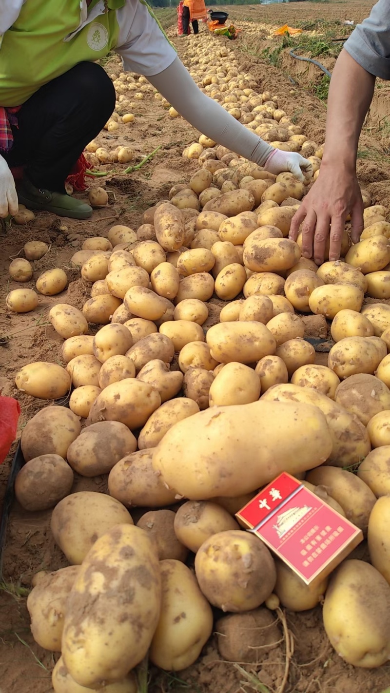 沙漠土豆大量上市，黄心土豆欢迎全国客户前来参观，价格美丽