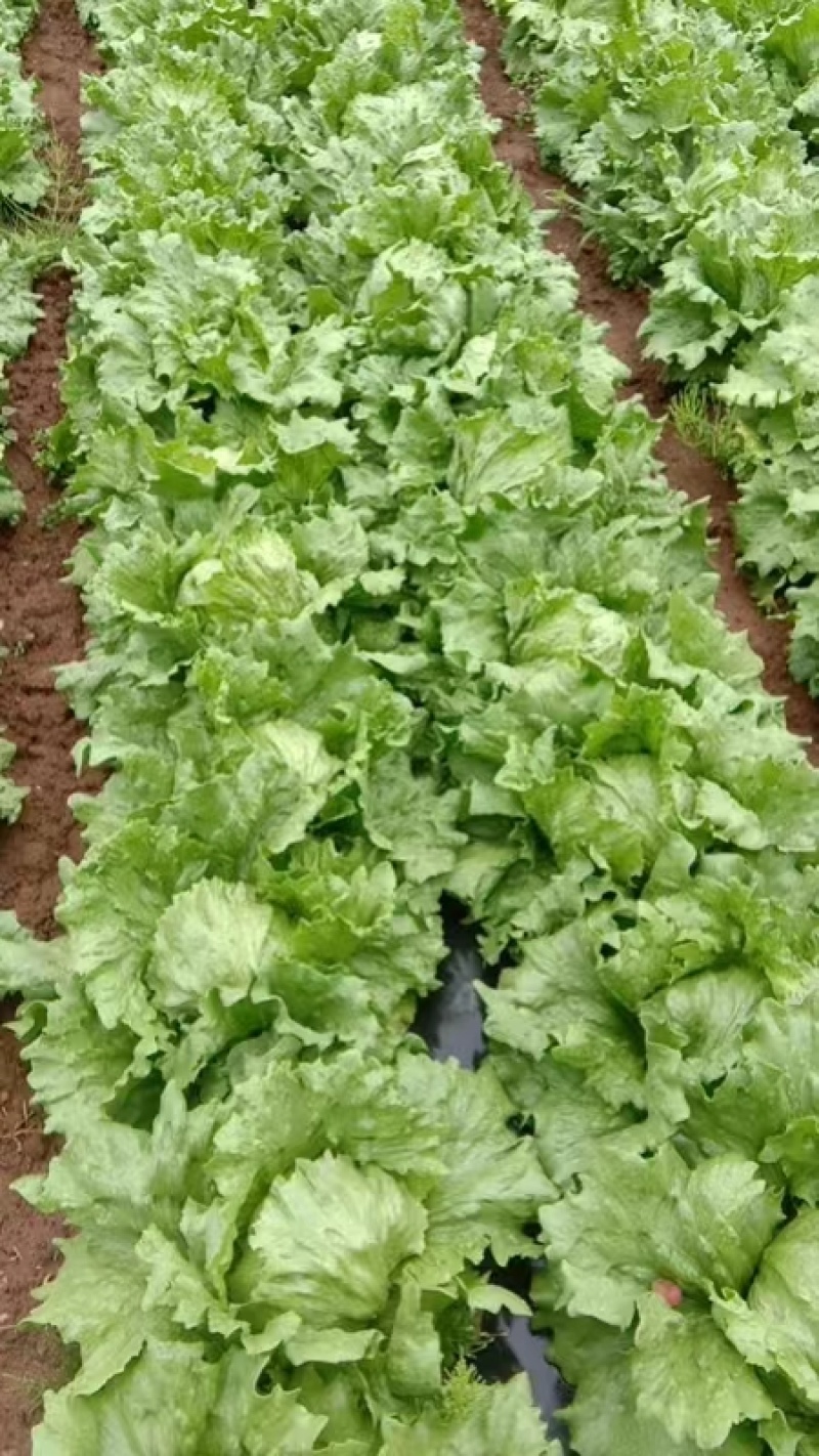 结球生菜，花叶生菜，陕西省宝鸡市太白县结球生菜大量上市中