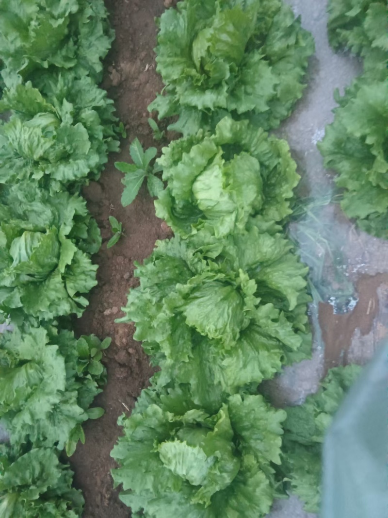 结球生菜，花叶生菜，陕西省宝鸡市太白县结球生菜大量上市中
