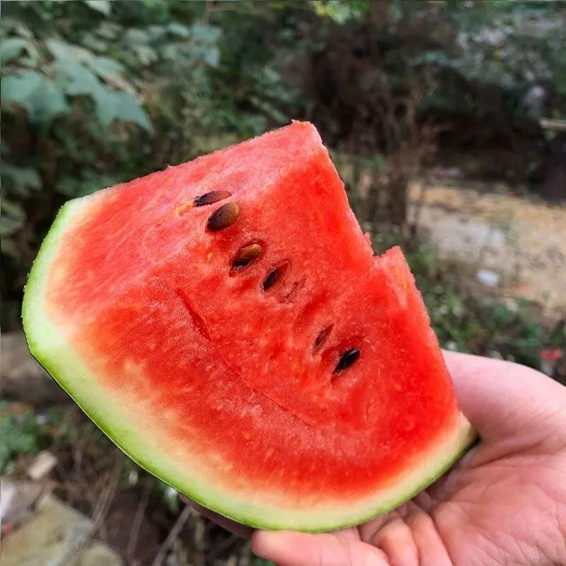 【黑美人西瓜】大量供应产地批发甜度高水分足量大从优