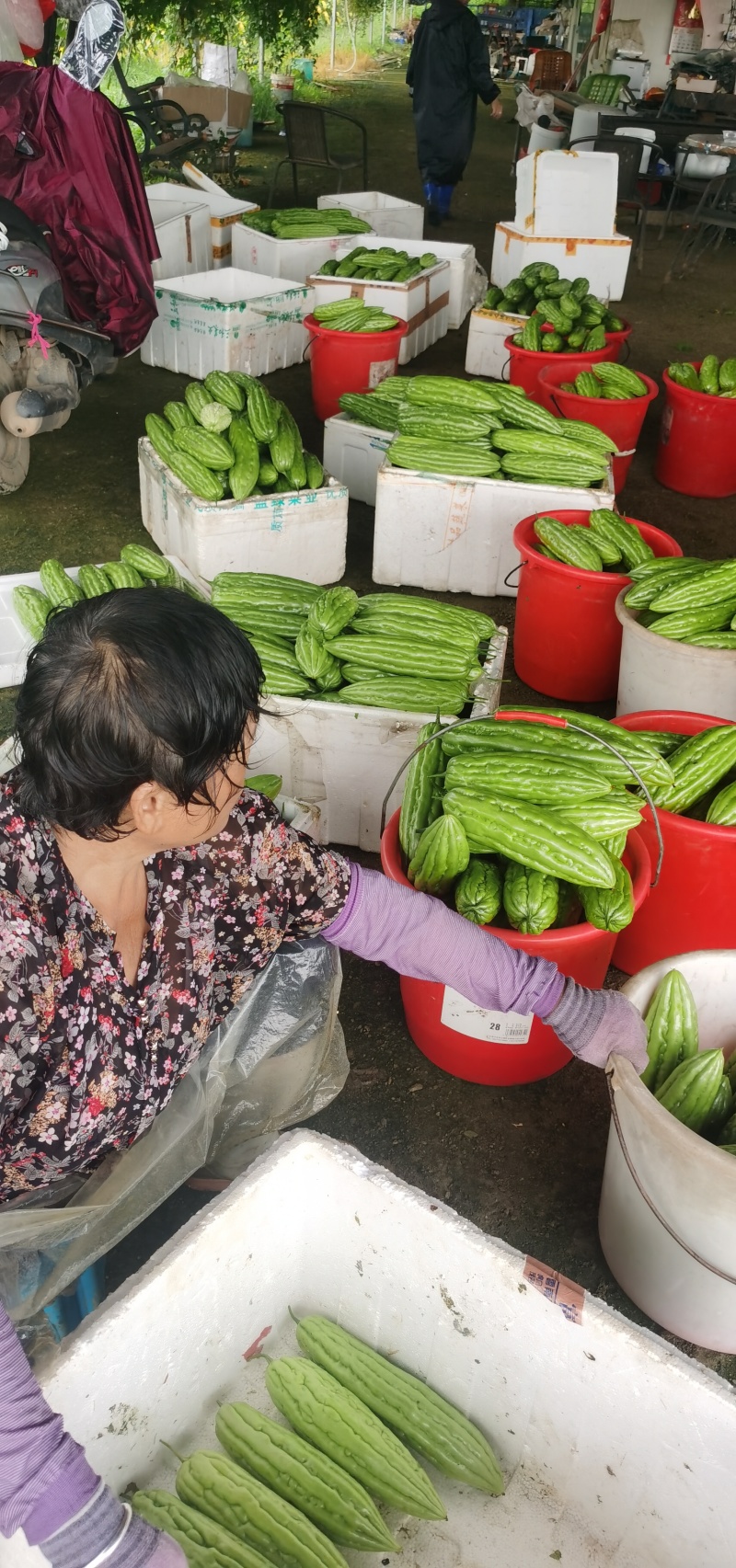 油白，油青