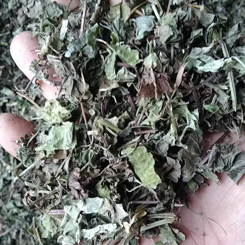 透骨草全草，透骨消连钱草饮片干货