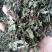 透骨草全草，透骨消连钱草饮片干货