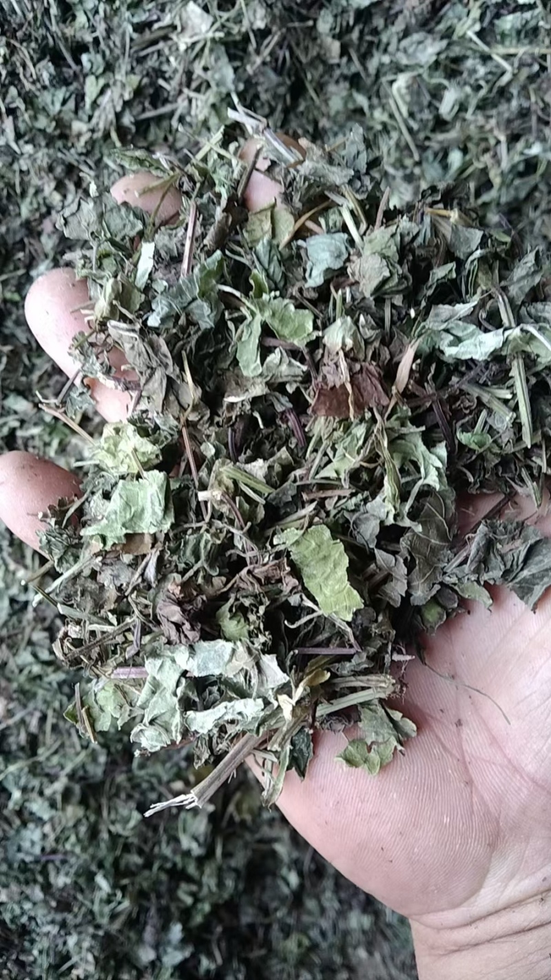 透骨草全草，透骨消连钱草饮片干货