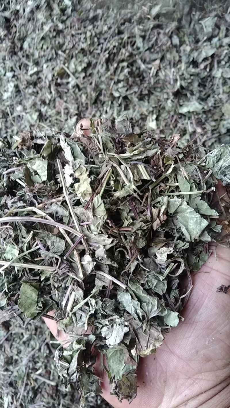 透骨草全草，透骨消连钱草饮片干货