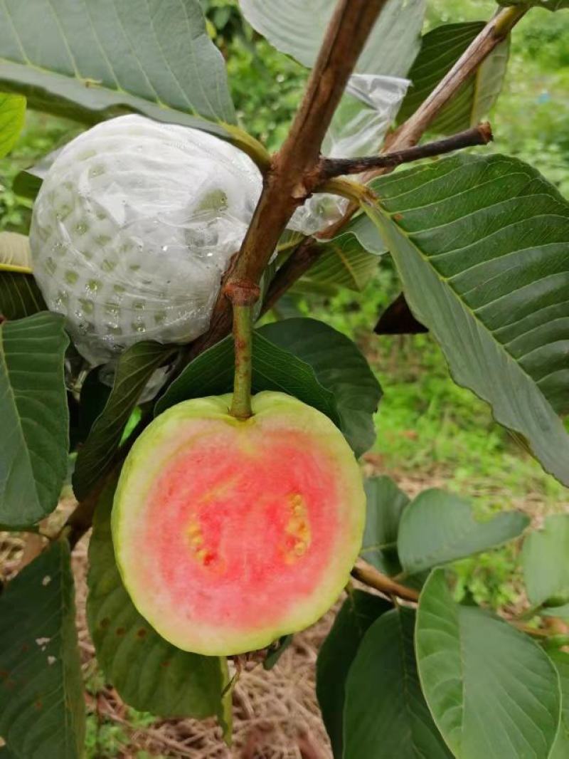 广东湛江番石榴，红心芭乐白心芭乐产地直销量大从优
