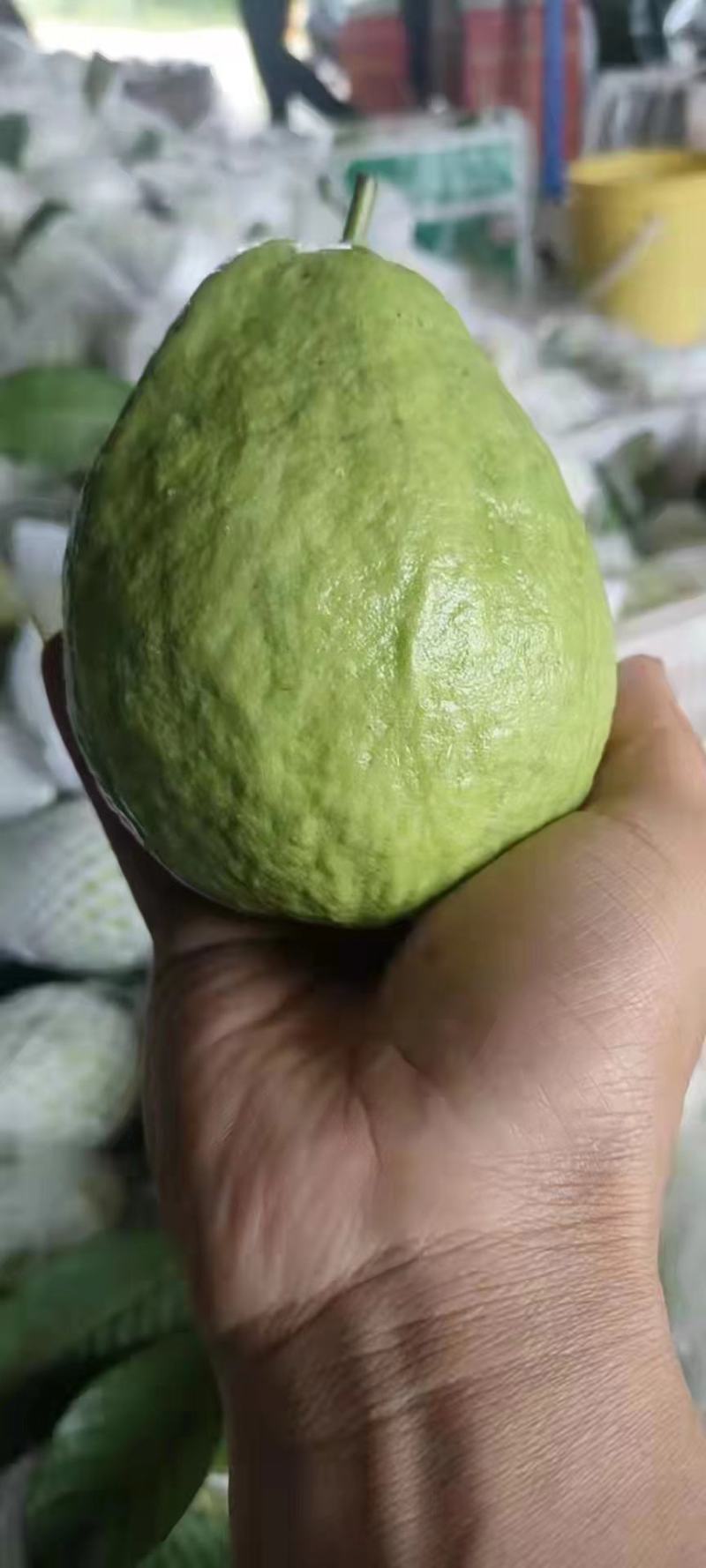 广东湛江番石榴，红心芭乐白心芭乐产地直销量大从优
