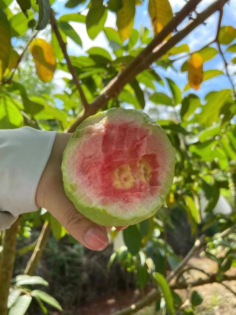 广东湛江番石榴，红心芭乐白心芭乐产地直销量大从优