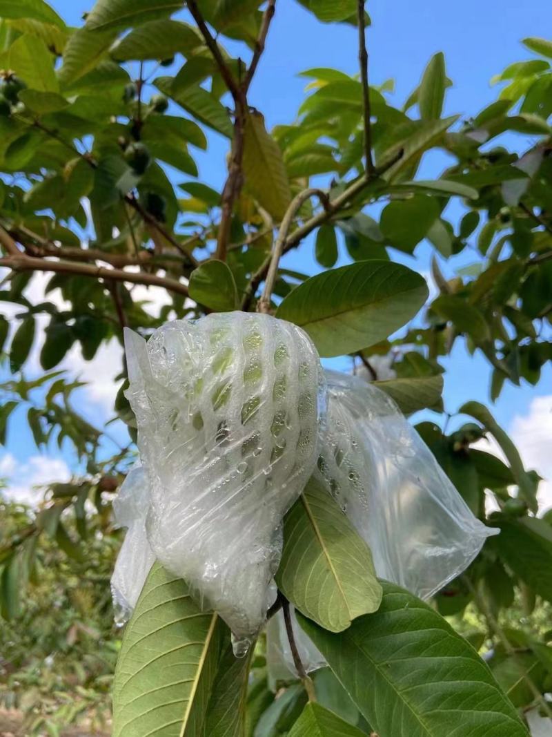 广东湛江番石榴，红心芭乐白心芭乐产地直销量大从优