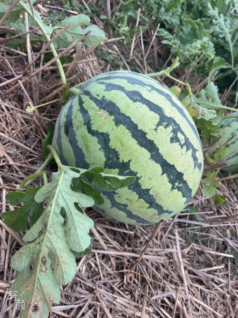 西瓜🍉