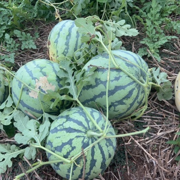 西瓜🍉