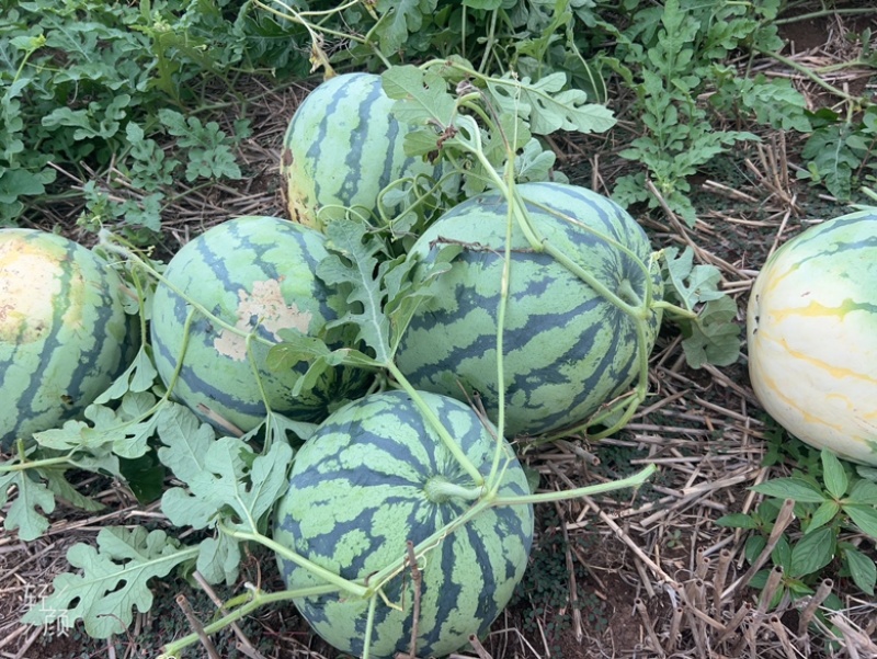 西瓜🍉