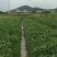 【高州市鲜摘空心菜】新鲜当季，产地直供，健康美味，快来尝鲜！