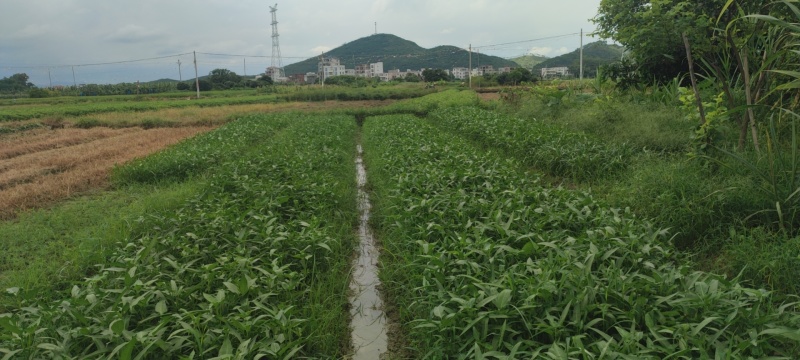 【高州市鲜摘空心菜】新鲜当季，产地直供，健康美味，快来尝鲜！