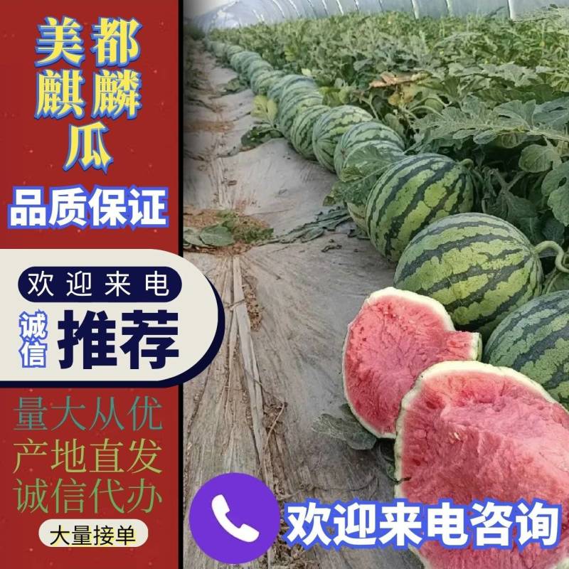 精品美都麒麟西瓜大量供应品质保证可视频看货