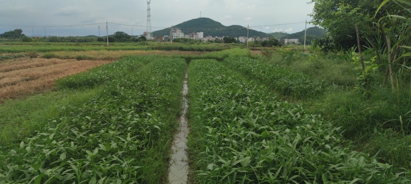 【高州市鲜摘空心菜】新鲜当季，产地直供，健康美味，快来尝鲜！