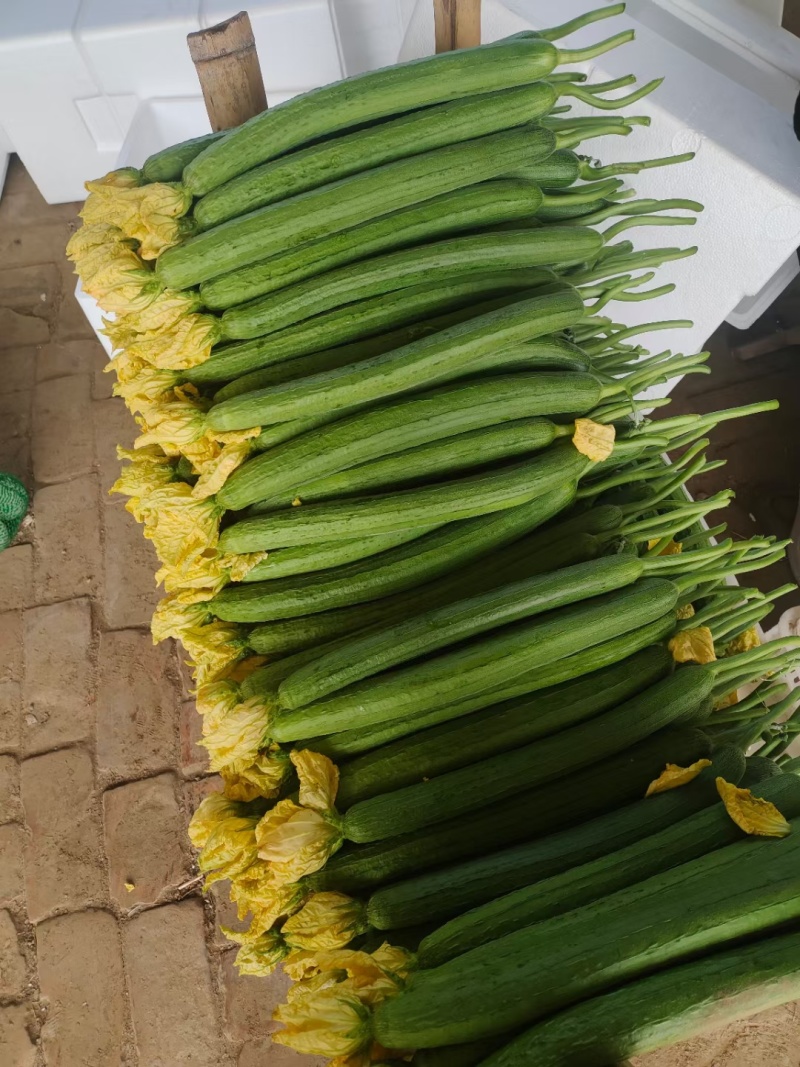 河南丝瓜濮阳鲜花丝瓜大量有货按需求分拣打包纸箱泡沫箱框子