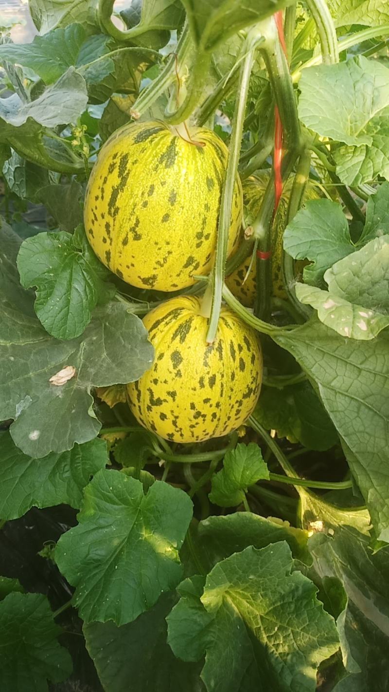 花仙子，花蕾，吉糖金兰，大量有货，原棚头茬