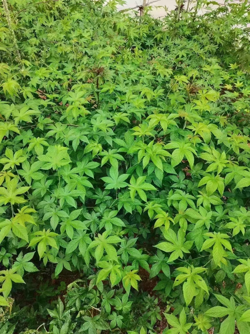 甜茶（覆盆子叶），产地直销，可零售批发，量大从优