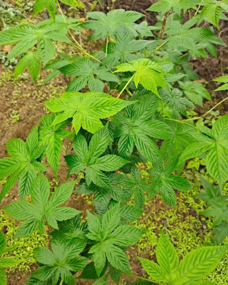甜茶（覆盆子叶），产地直销，可零售批发，量大从优