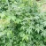 甜茶（覆盆子叶），产地直销，可零售批发，量大从优