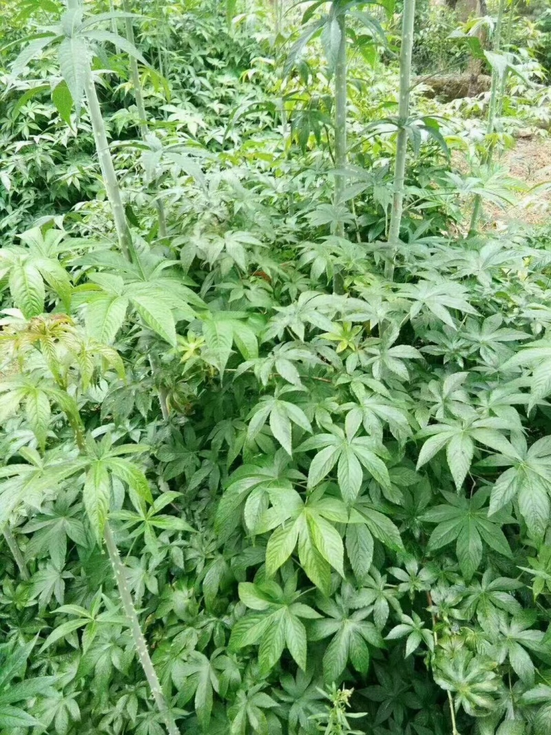 甜茶（覆盆子叶），产地直销，可零售批发，量大从优