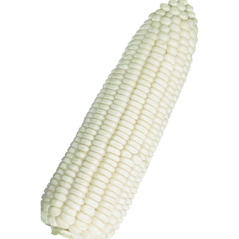 非转基因甜糯182玉米种子薄皮无渣鲜食甜加糯玉米种子春秋