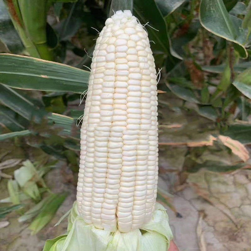 非转基因甜糯182玉米种子薄皮无渣鲜食甜加糯玉米种子春秋