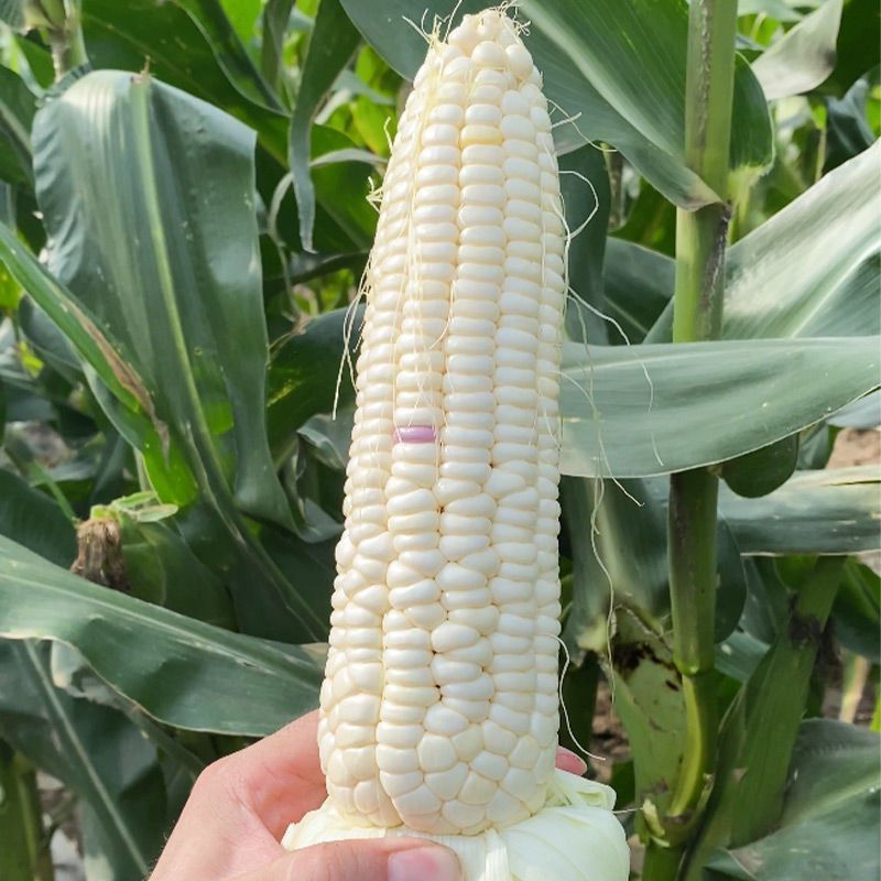 非转基因甜糯182玉米种子薄皮无渣鲜食甜加糯玉米种子春秋