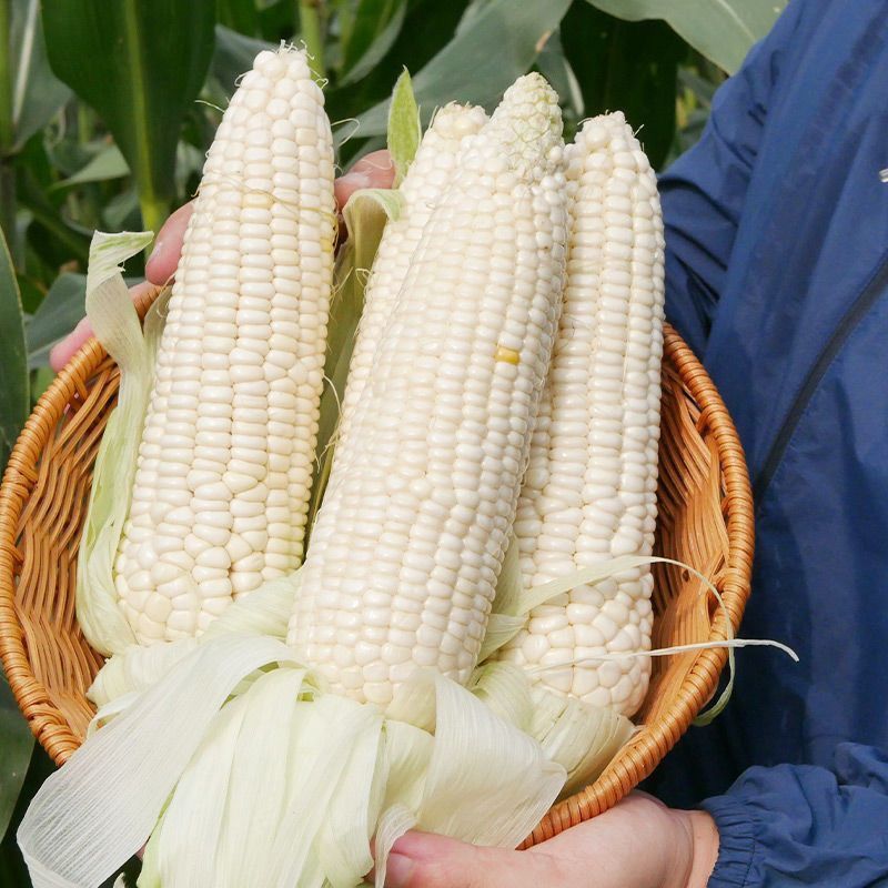 非转基因甜糯182玉米种子薄皮无渣鲜食甜加糯玉米种子春秋