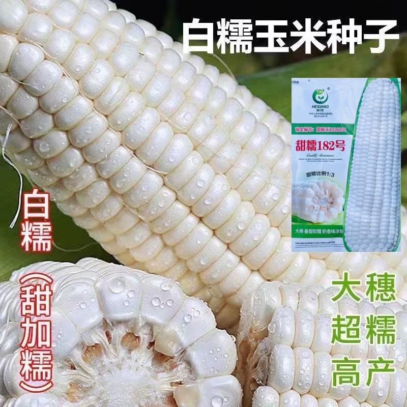 非转基因甜糯182玉米种子薄皮无渣鲜食甜加糯玉米种子春秋