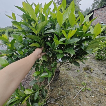 大叶栀子大花浓香