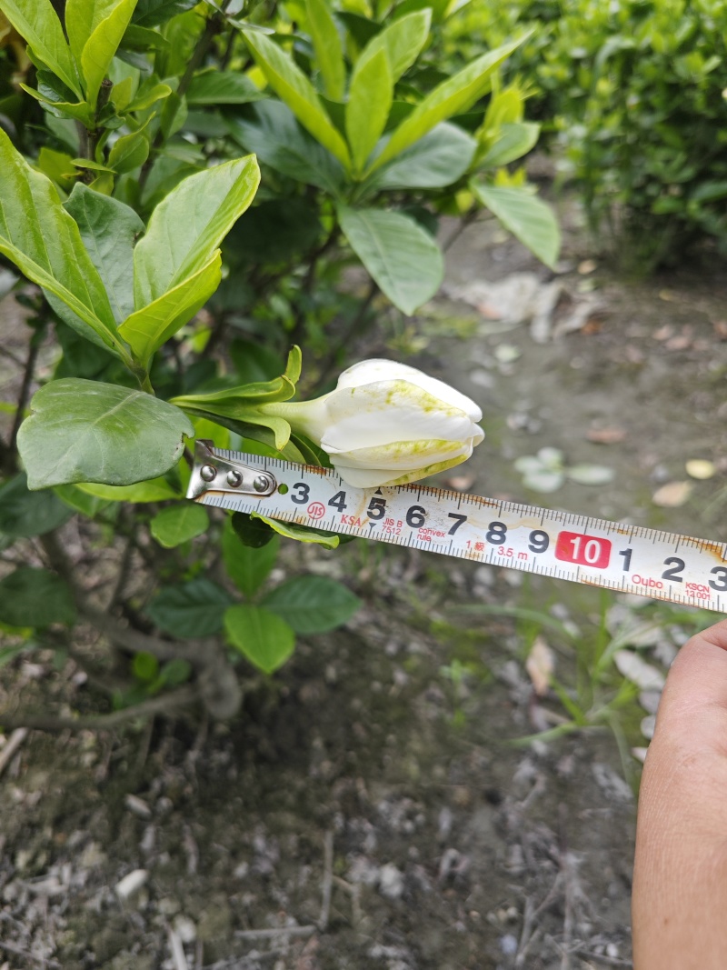 大叶栀子大花浓香
