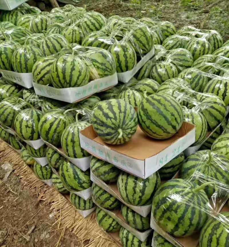 精选《8424西瓜》8斤打底8成熟头茬瓜农户自产自销