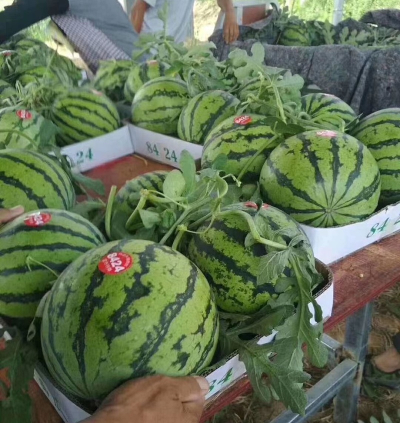 精选《8424西瓜》8斤打底8成熟头茬瓜农户自产自销