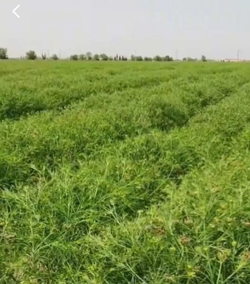 【新疆孜然】批发零售对接全国采购商货源保质保量