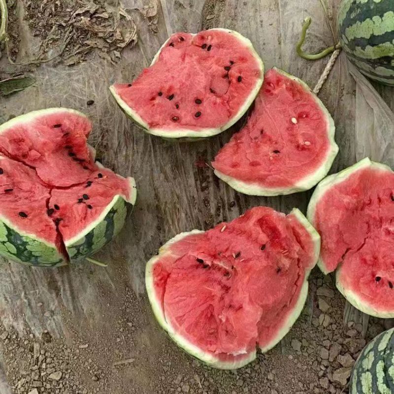 精选《8424西瓜》8斤打底8成熟头茬瓜农户自产自销